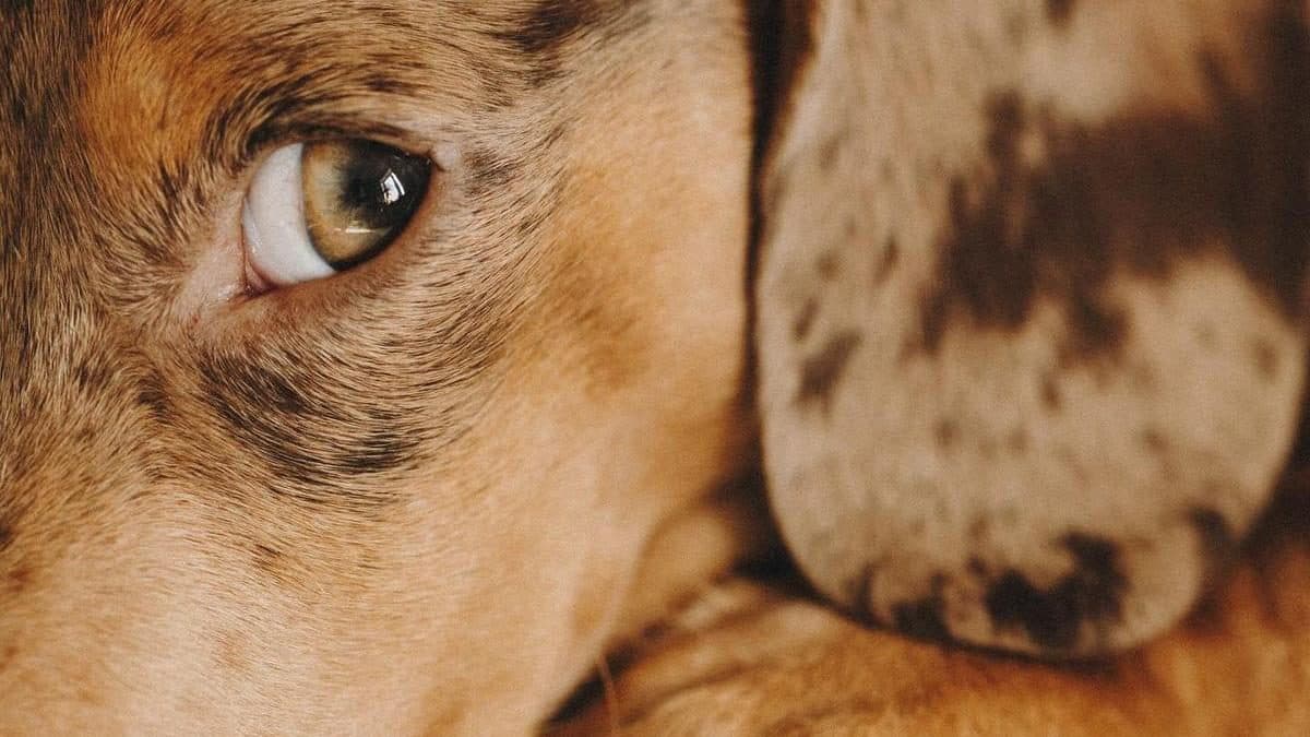 Close-up anjing dengan mata cokelat
